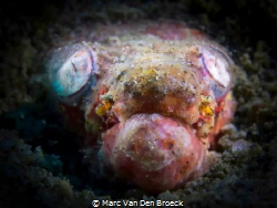 ealeyes by Marc Van Den Broeck 